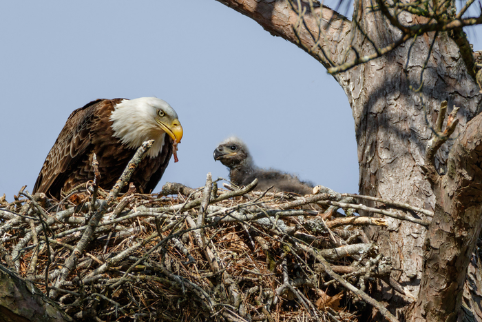 Photo of Bald Eagle and young in nest